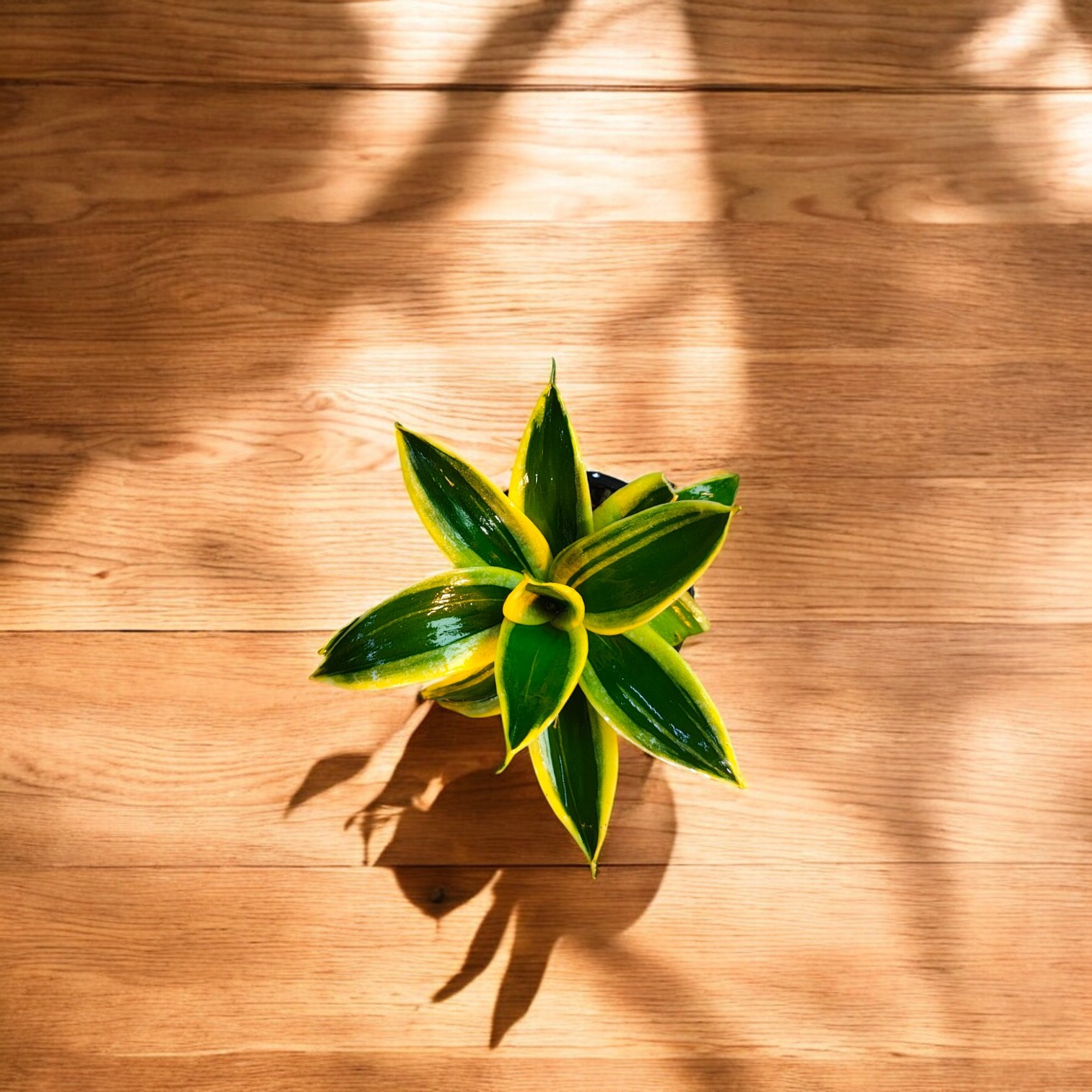Snake Plant (Green and Golden Color) with Pot for Home and Office Decor